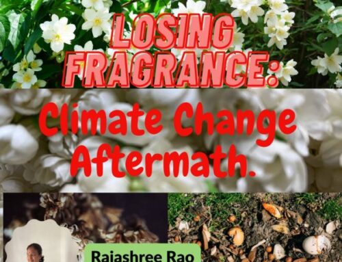 Losing Fragrance – Climate Change Aftermath
